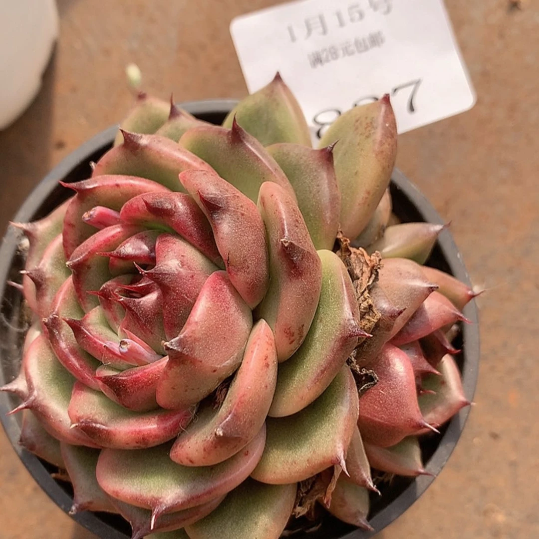 【闪购商品】云837