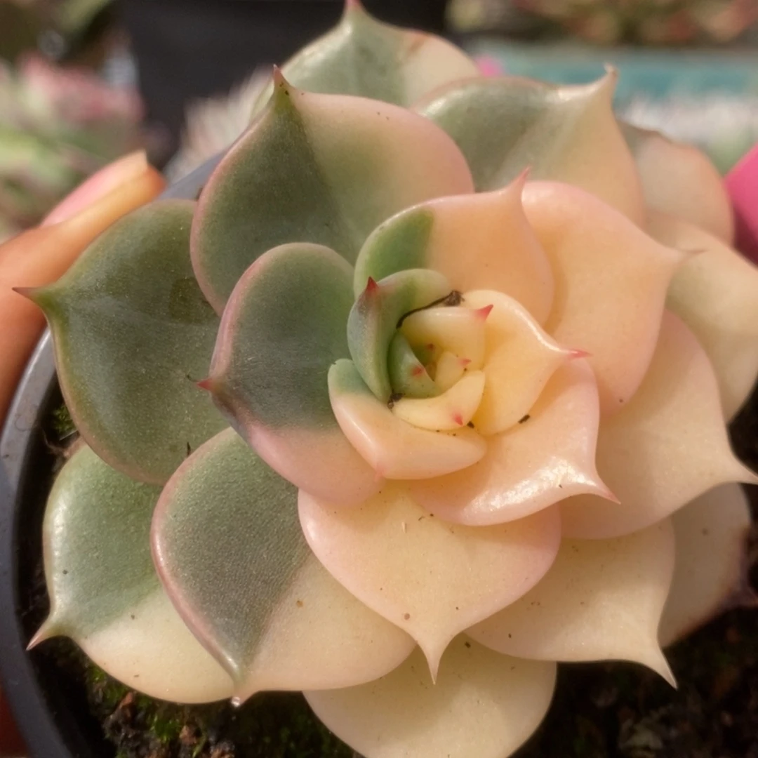 251贝加尔湖锦锦锦锦锦锦锦锦