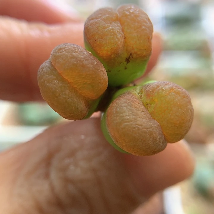 大大大大窗 肉锥植物