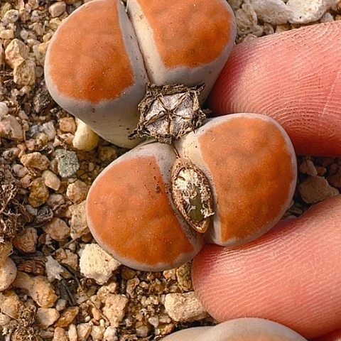 【闪购商品】2068，