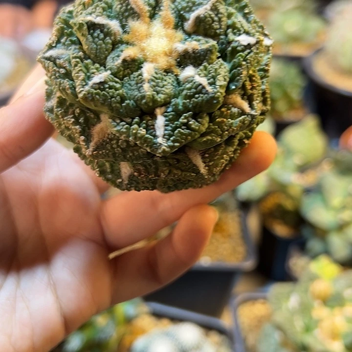 82号自根龟甲牡丹6.6公分