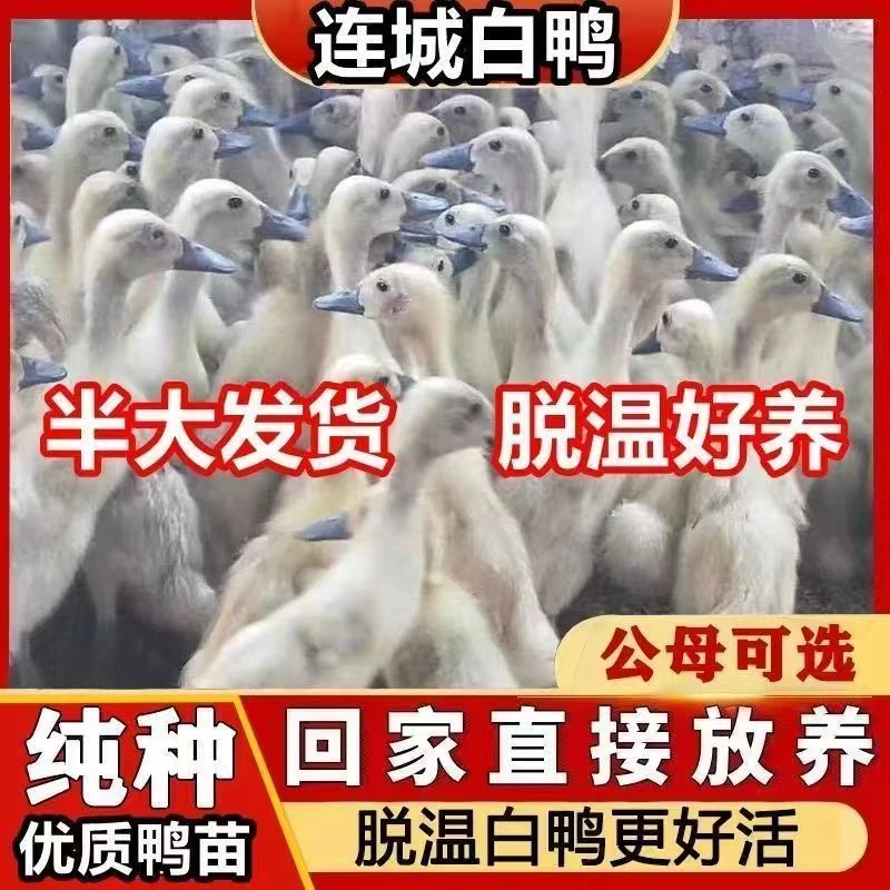 好养易活的连城白鸭一斤苗宠物活体适合家庭饲养