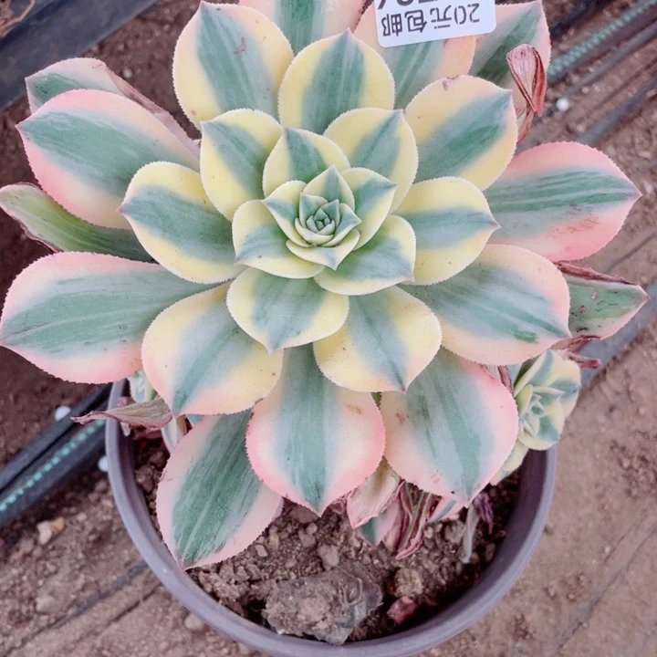 736灿烂多肉12345578