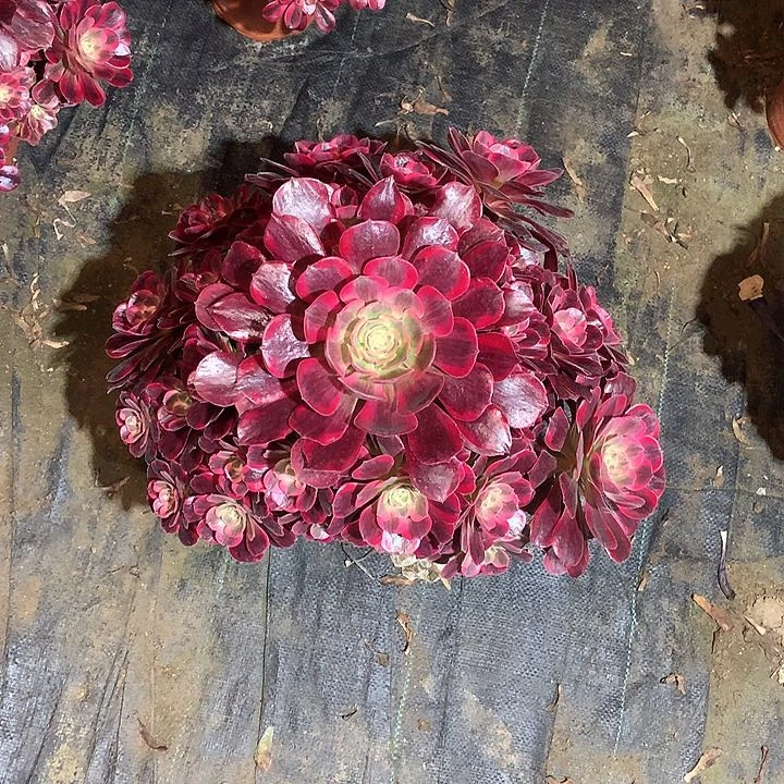 多肉多肉多肉多肉34