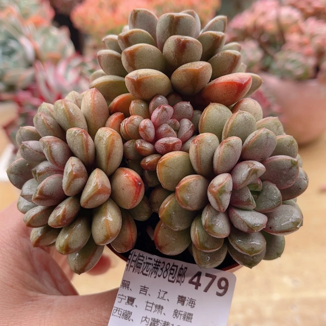 479葡萄德华多肉