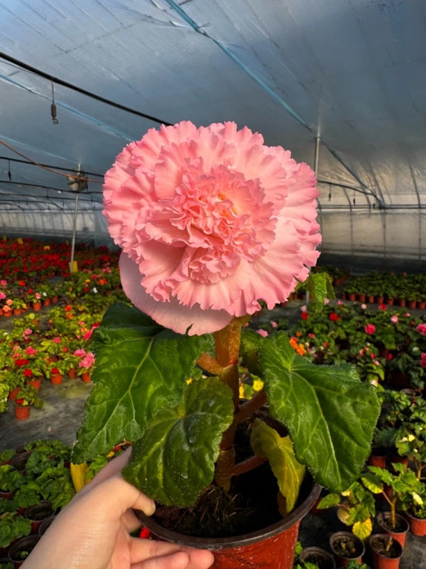 夫妻海棠 贵妃粉 超大花（不保花型）颜色深浅随机发