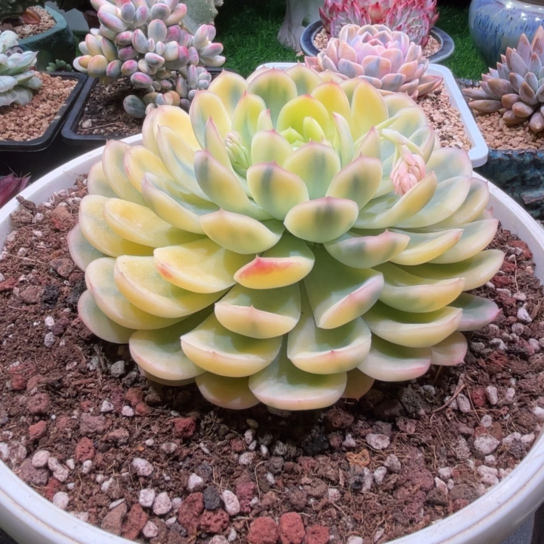 草莓冰锦，一物一拍。