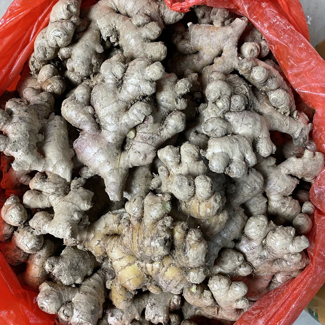 广西桂林小黄姜老姜