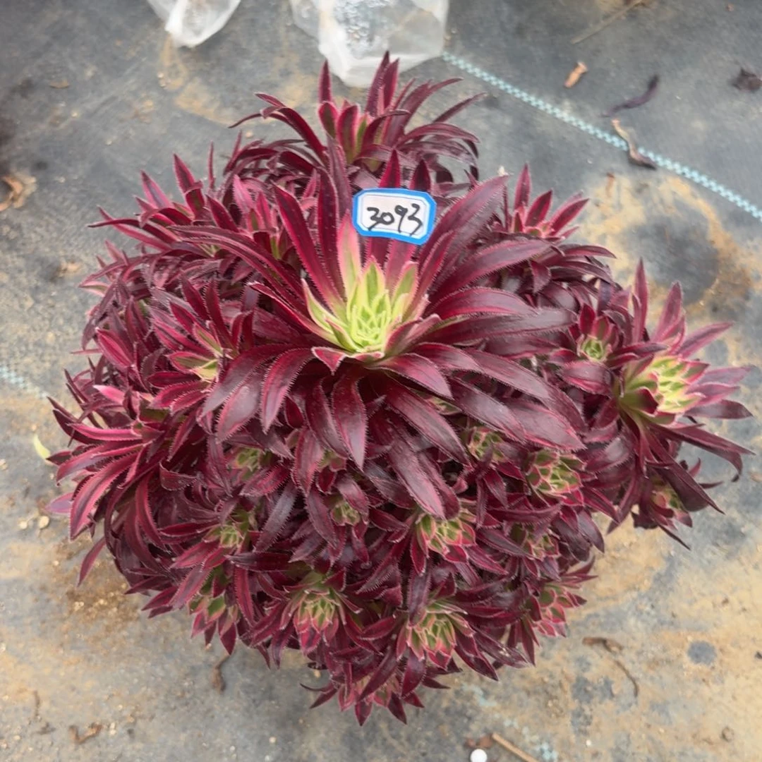 荷*火凤凰超白锦3093