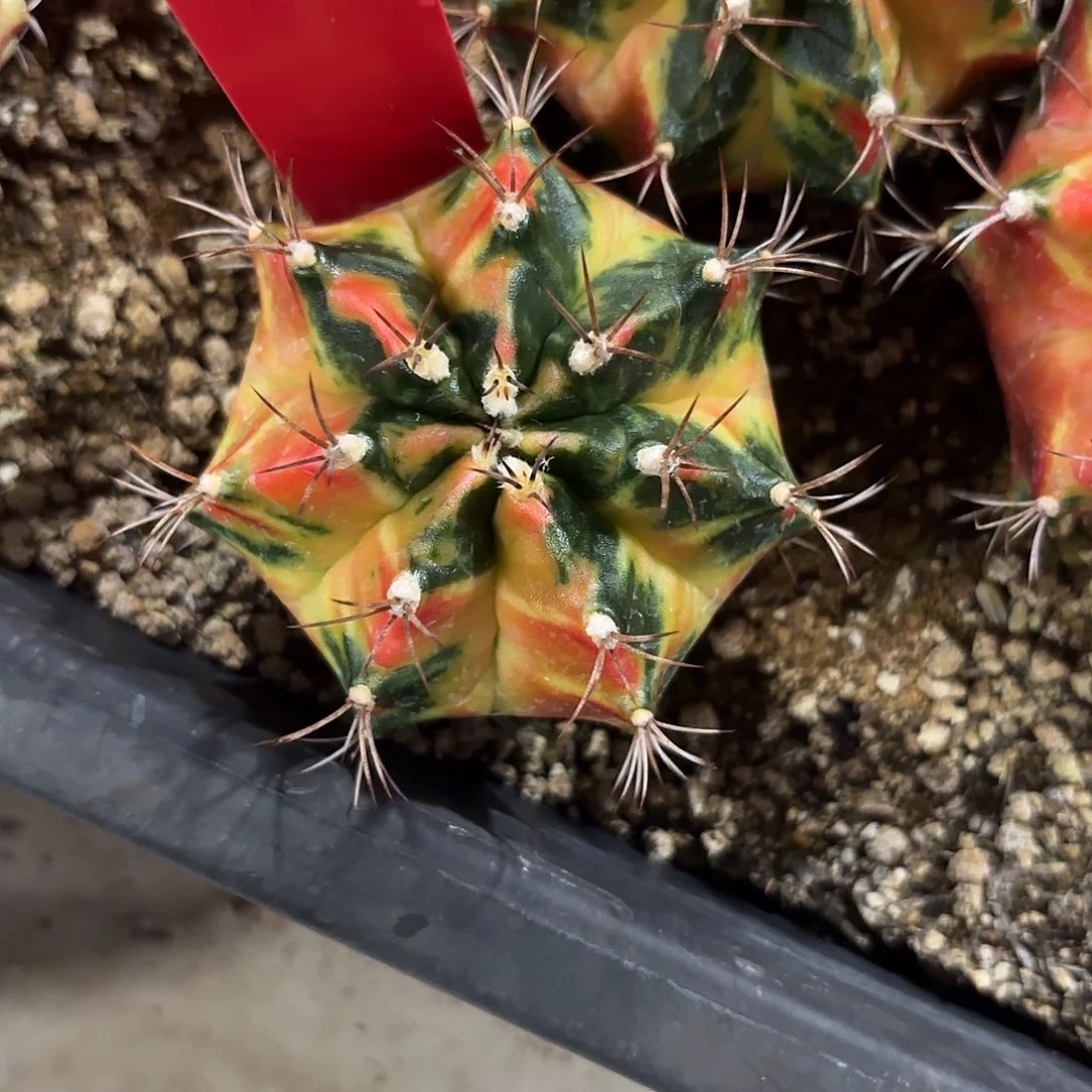 295-0914泰国发货多肉