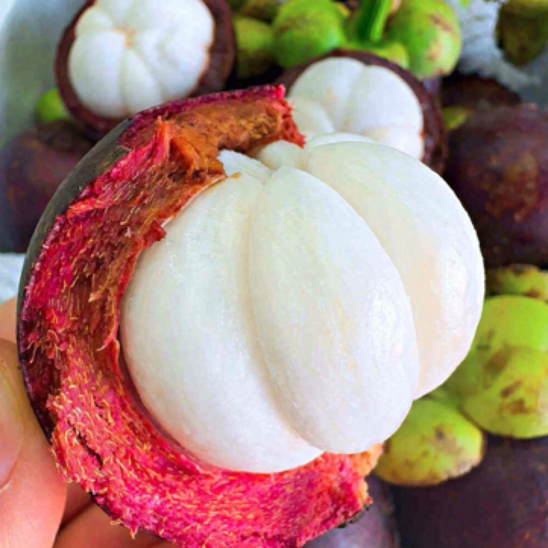 山竹5A，400克～19.9元