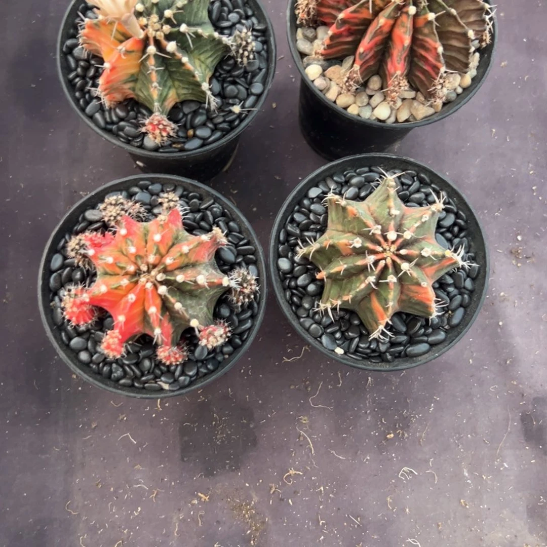 大米哈仙人球多肉植物