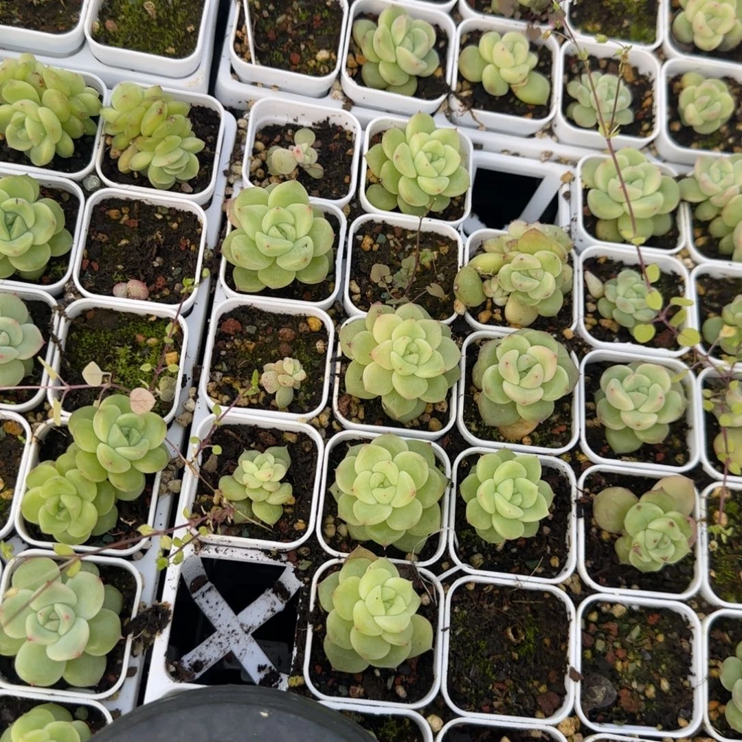 A051 盆一个床满25包邮