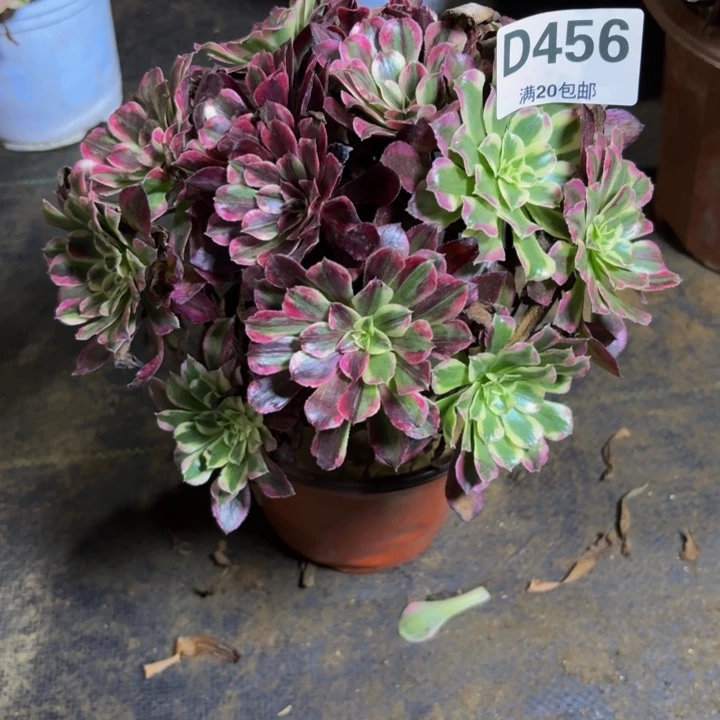 瑞妈多肉园艺456。同花顺