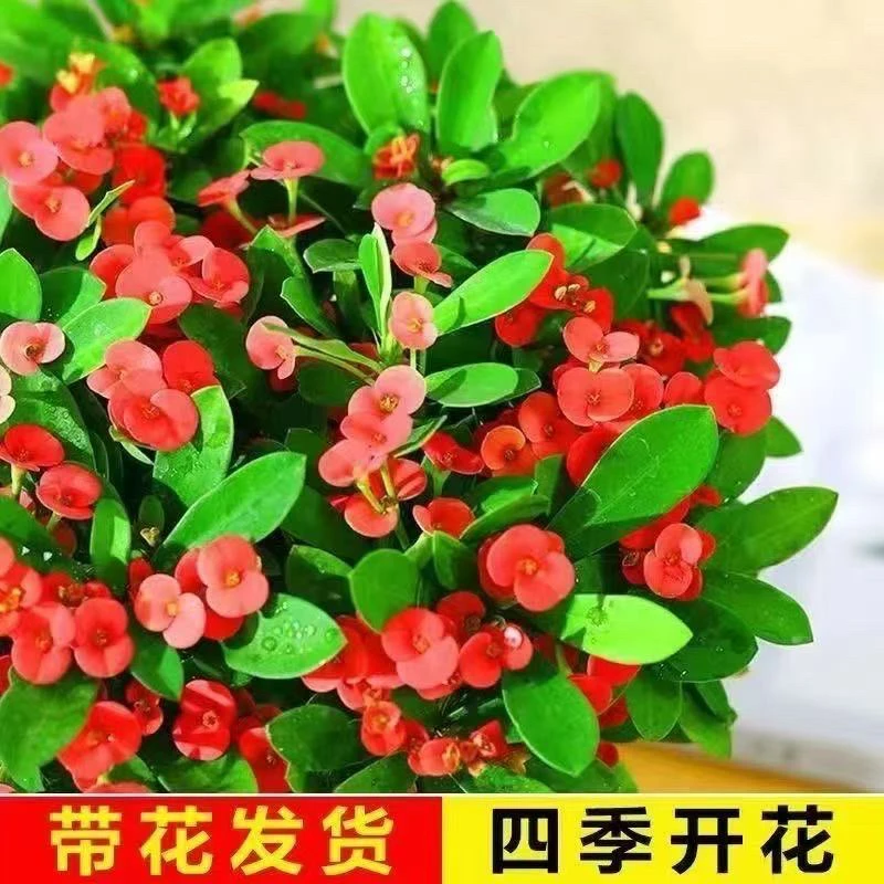 四季开花虎刺梅盆栽好养易活花卉植物室内花客厅阳台绿植铁海棠花
