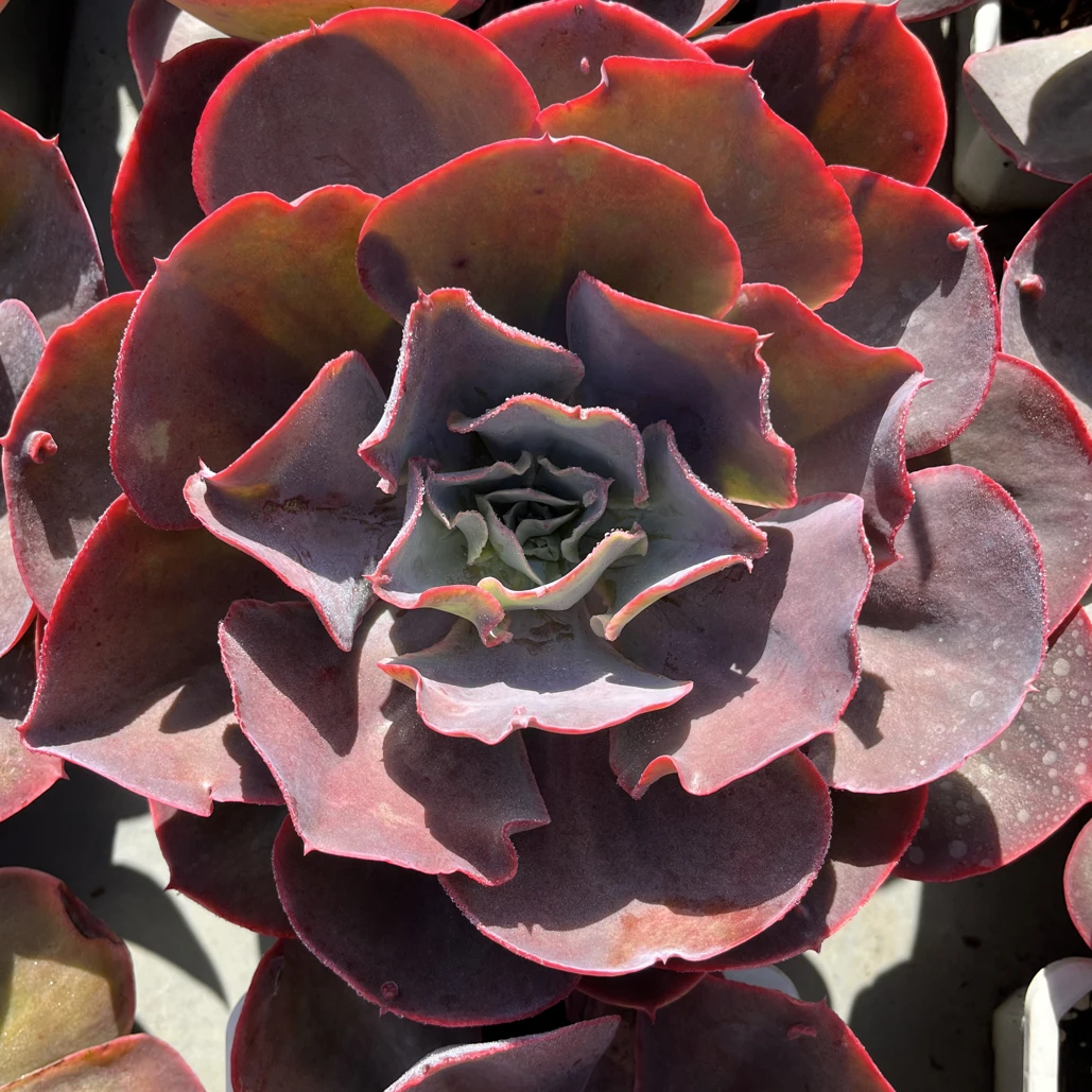 天空之城多肉植物