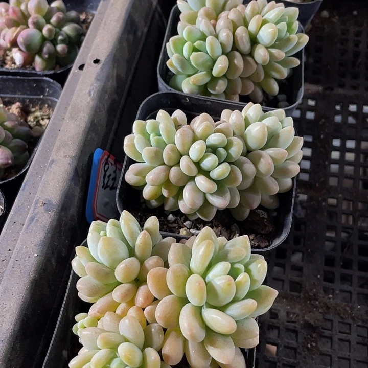 6.5方洛可可群带盆土