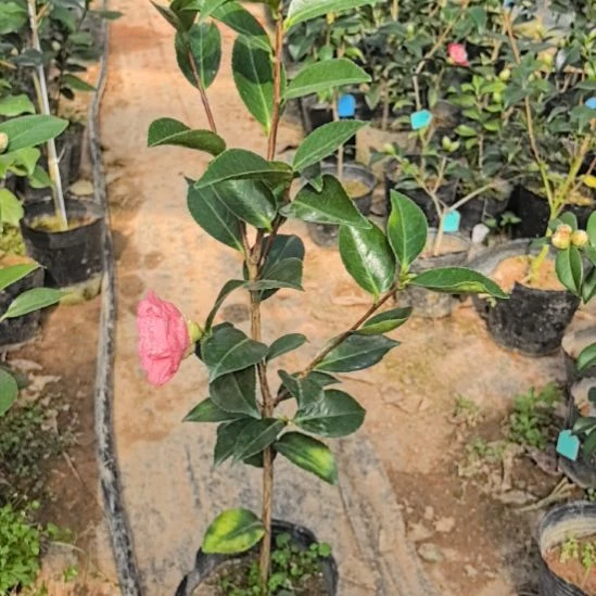 完全开放明镜茶花