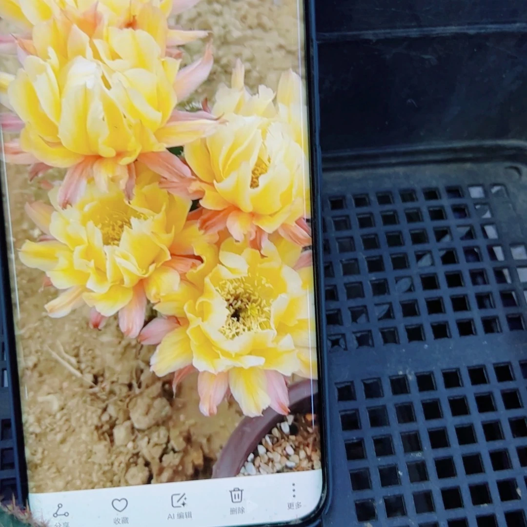 下50彩草依然歪无根侧芽4公分左右20包邮