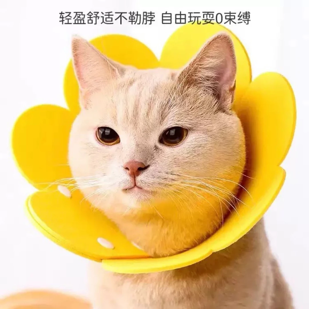 猫咪绝育项圈伊利沙白圈防舔颈圈头套宠物用品