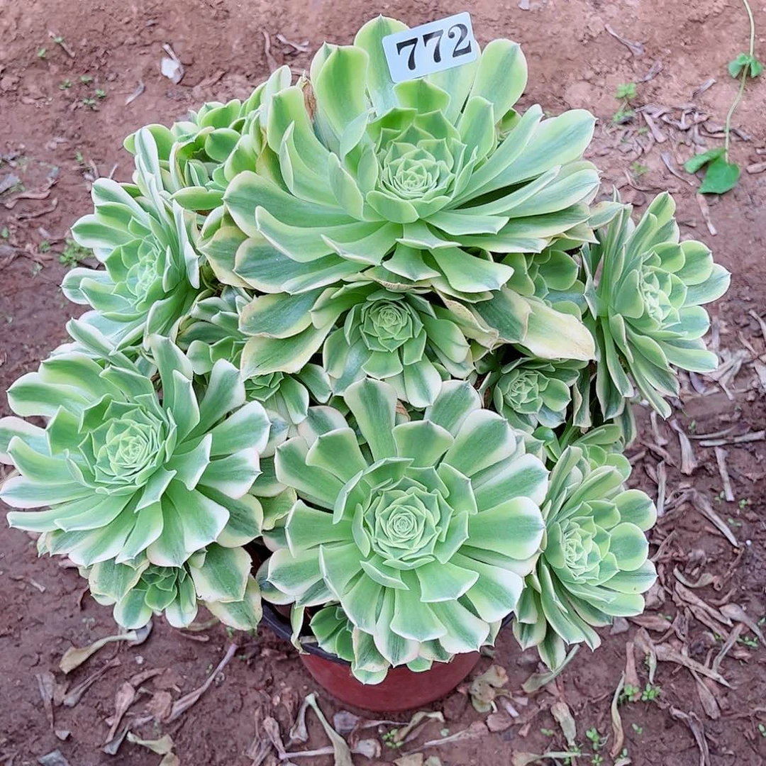 ✨****✨多肉植物772多肉