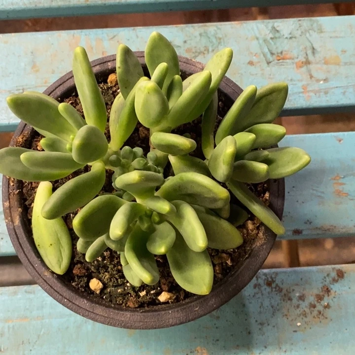 养***猫芒果奶群生旺财旺财