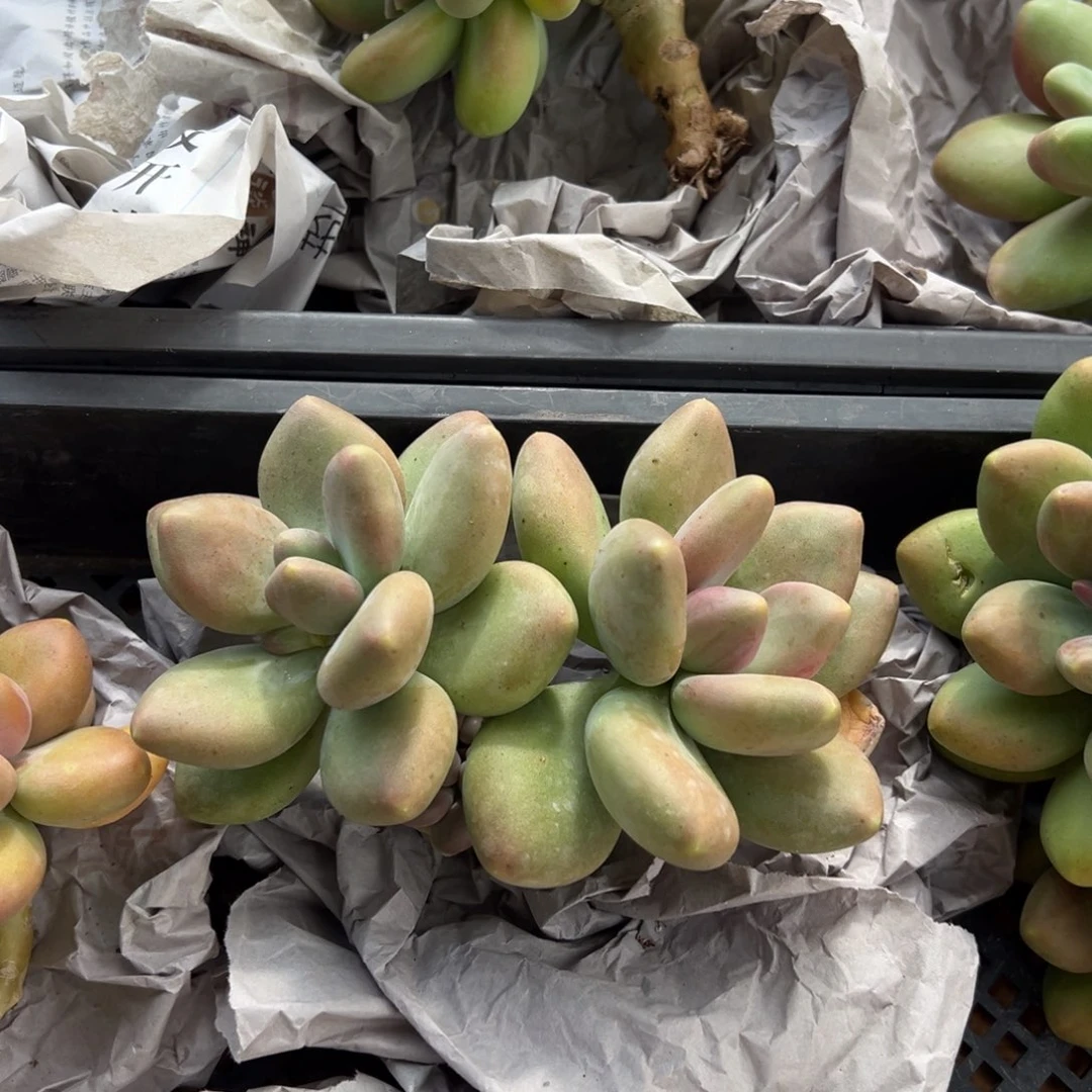 @****12241111111111111111111