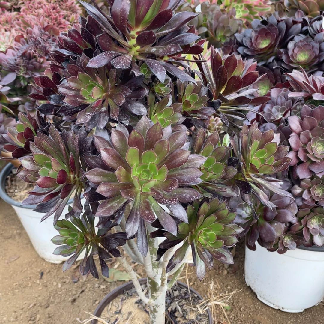 614黑法师多肉法师断枝不包