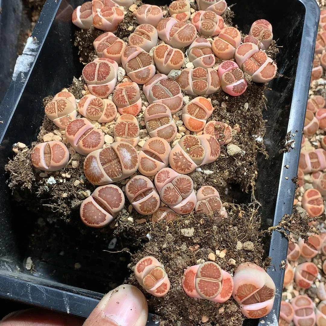 淼*A24多肉植物保护