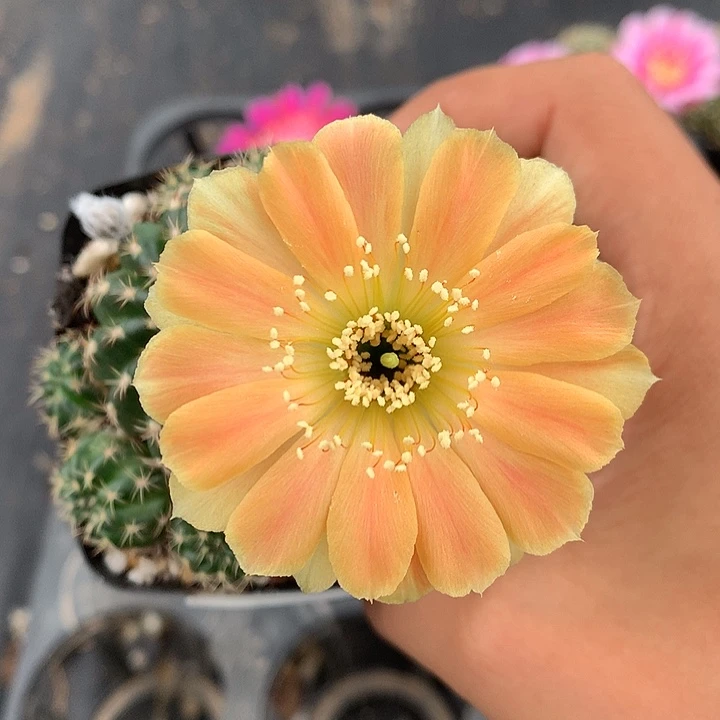 375 实生丽花6厘米盆