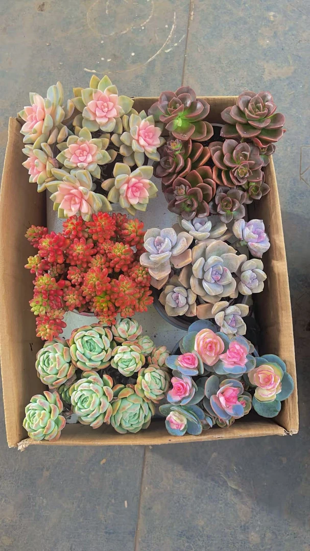 【6盆精品多肉满满一整箱】多肉植物带盆带土种好栽好不重复发货