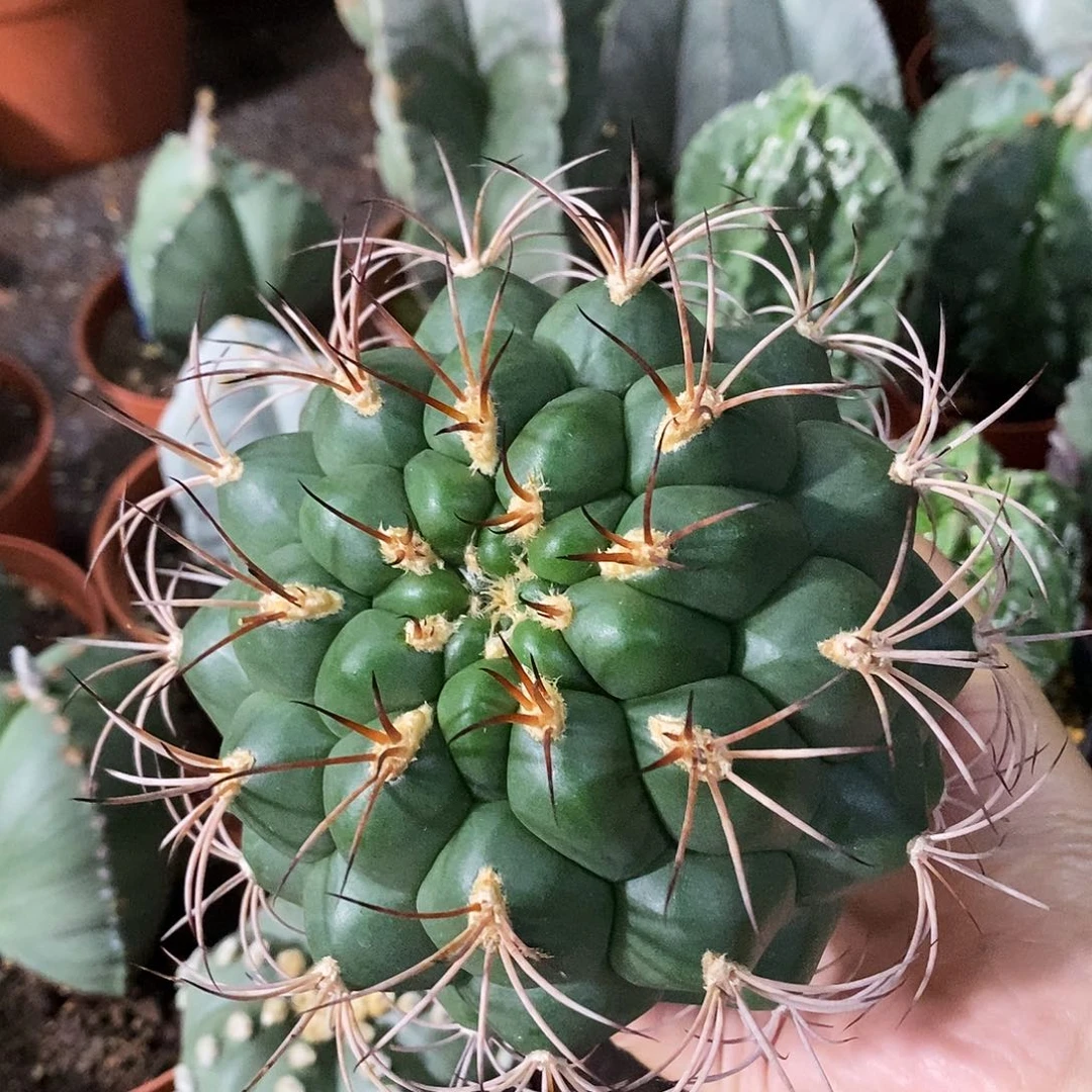 花花草草花花草草