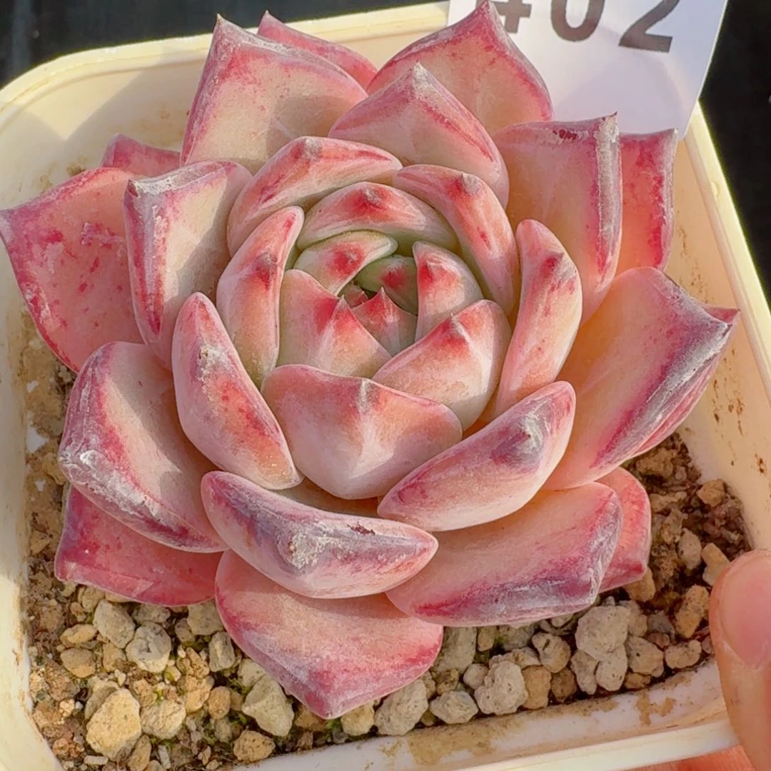 红拉糖         多肉植物