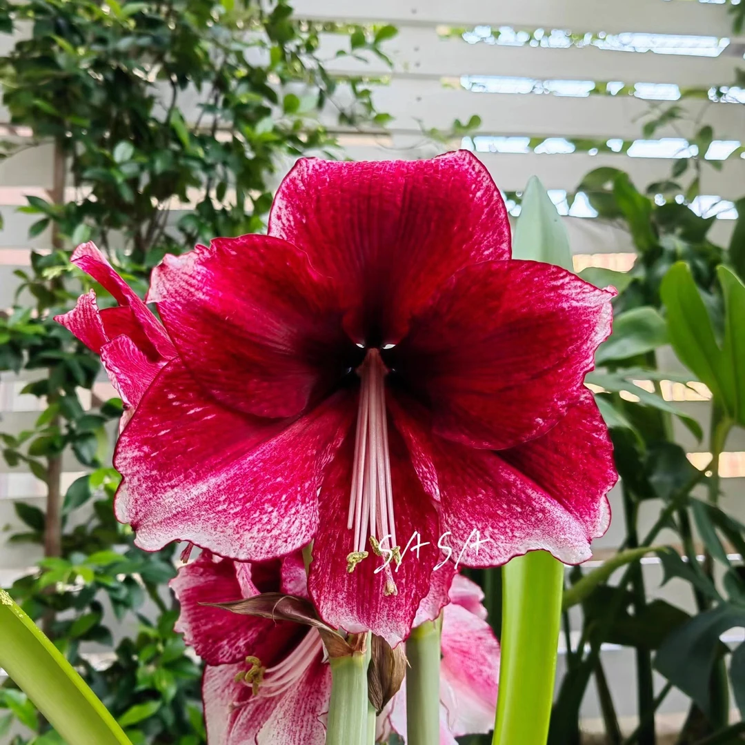 「达芙妮」单瓣  基地球 朱顶红球根