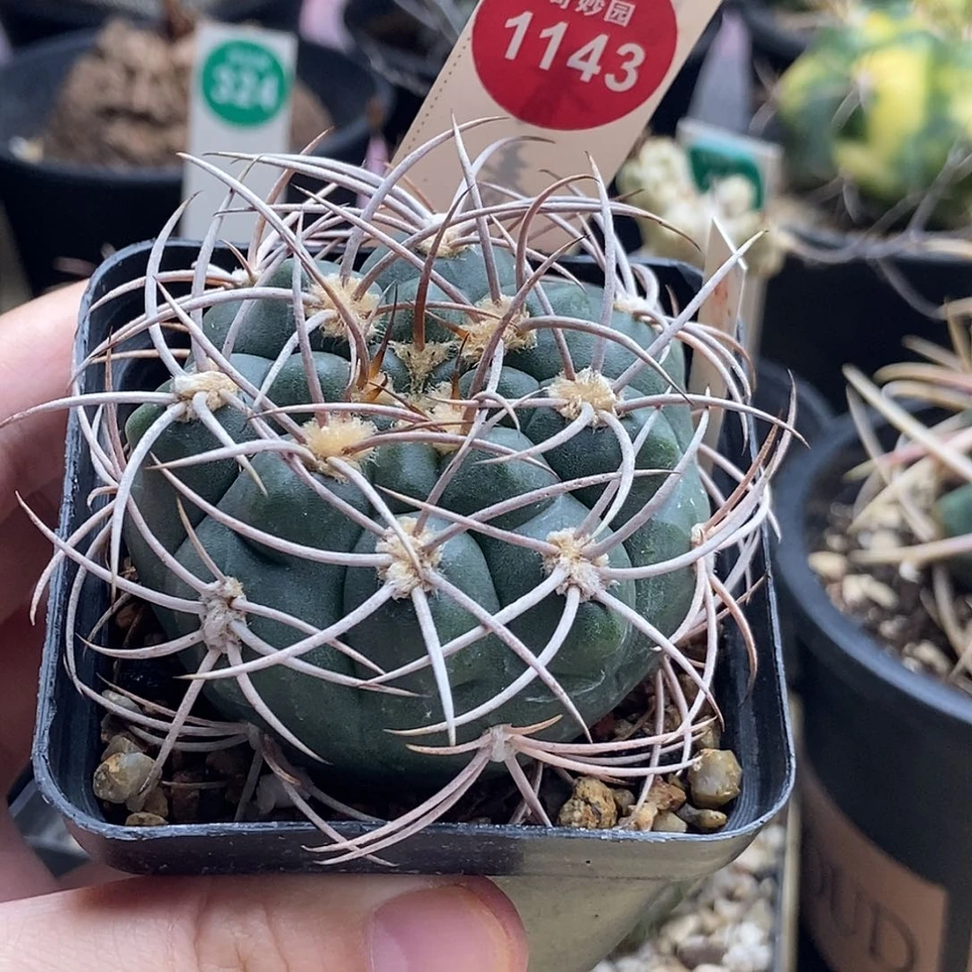 实生狂刺火东球5.6cm