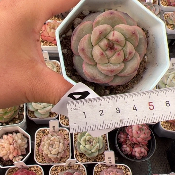 啾*198雷姆多肉植物组合