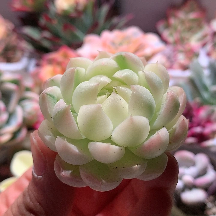 不知名锦有根锦多