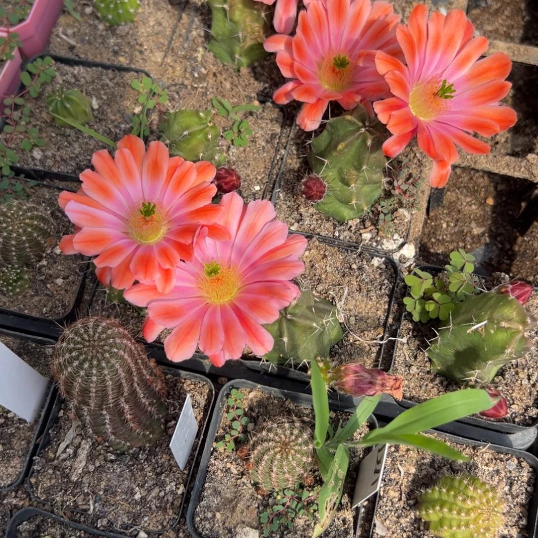 傲**兰橙花美花角仙人球