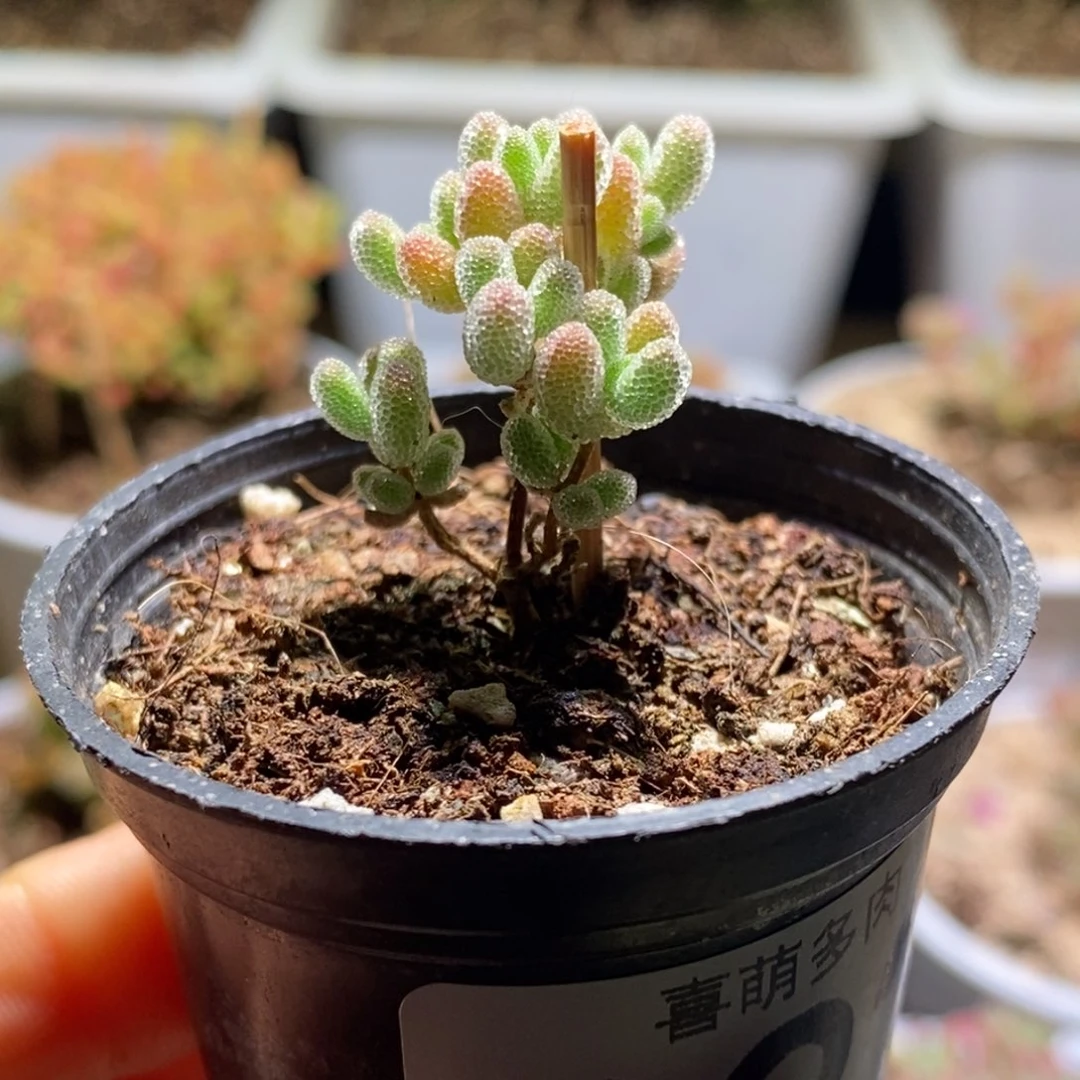 小**啧冰晶枝干番杏222福袋