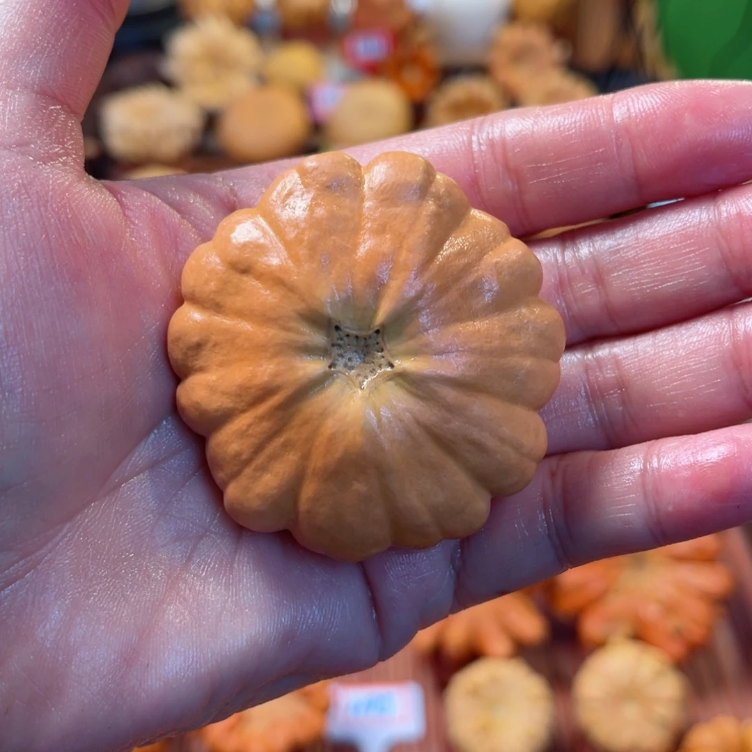 3*3墨西哥葫芦手把太阳花