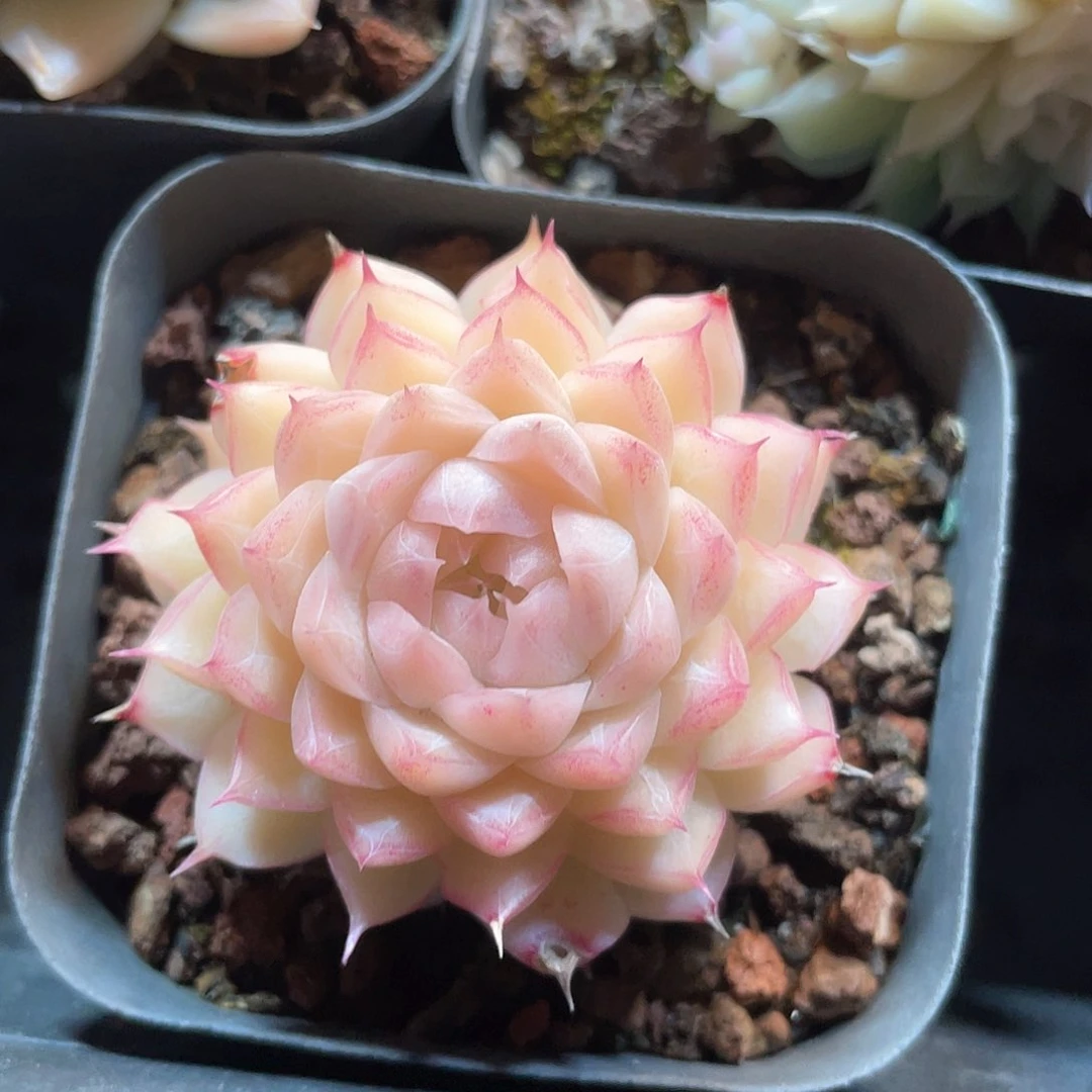 优选女王福利9292