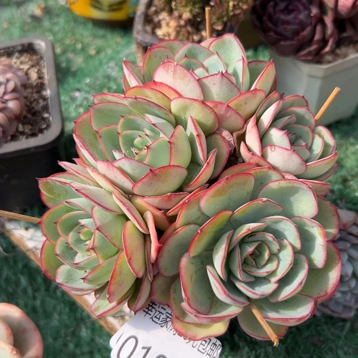 幸运儿是一位非常幸运