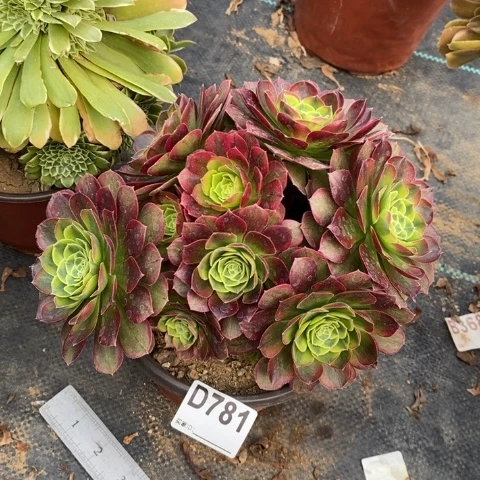 奶白多肉植物法师不包损