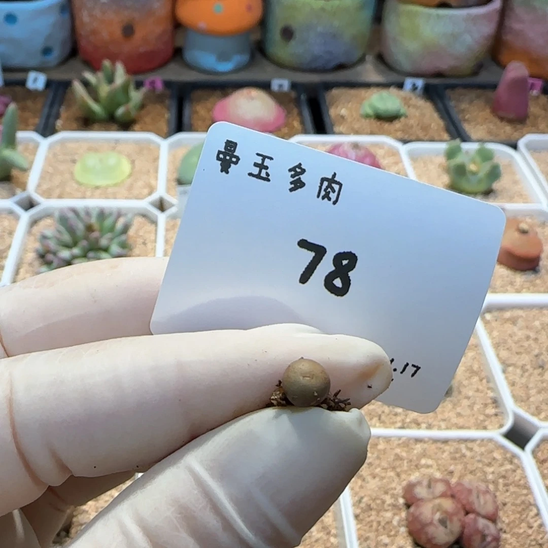 毛**?多肉多肉多肉1.17-078