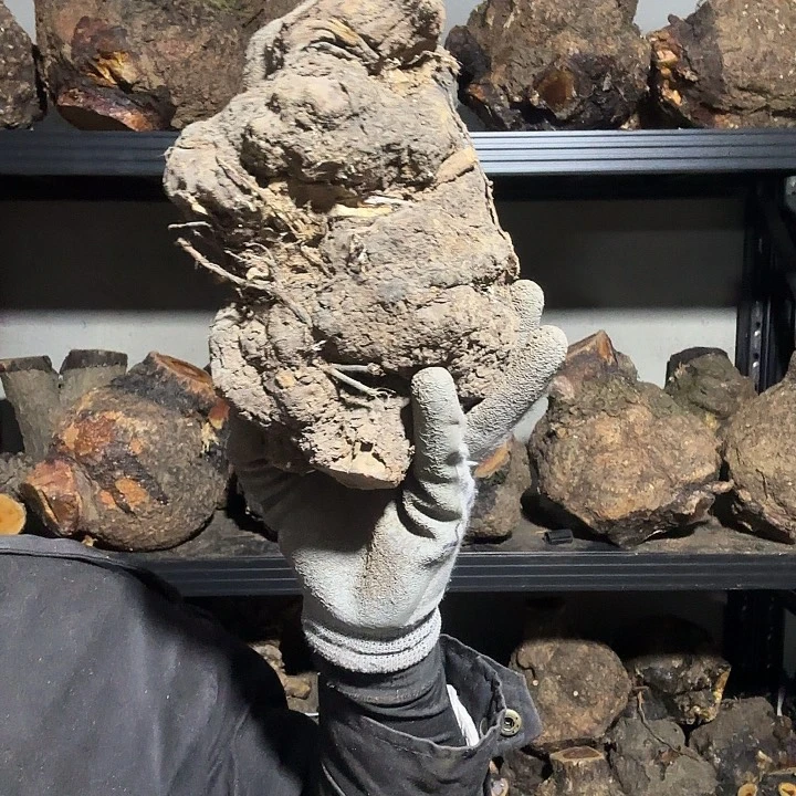 别***式香榧木火琉璃的故事是一