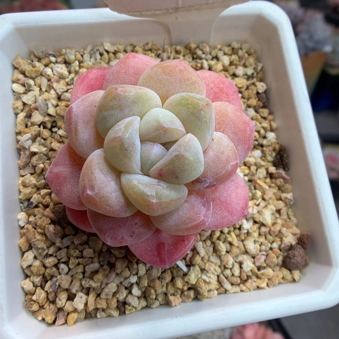 545冰玉石化多肉植物