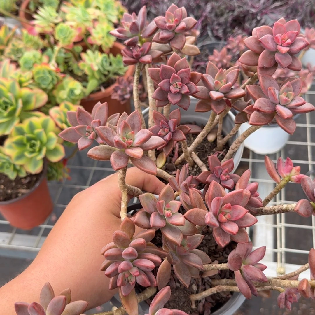 姬胧月散装带盆土两盆