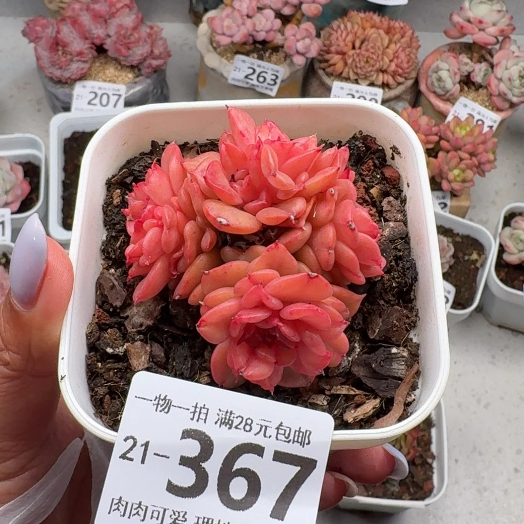 腊牡丹无盆土发货