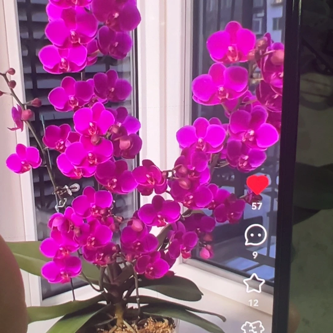 当前无花栽培后可以开花抽梗满天红3寸新苗凑单发货