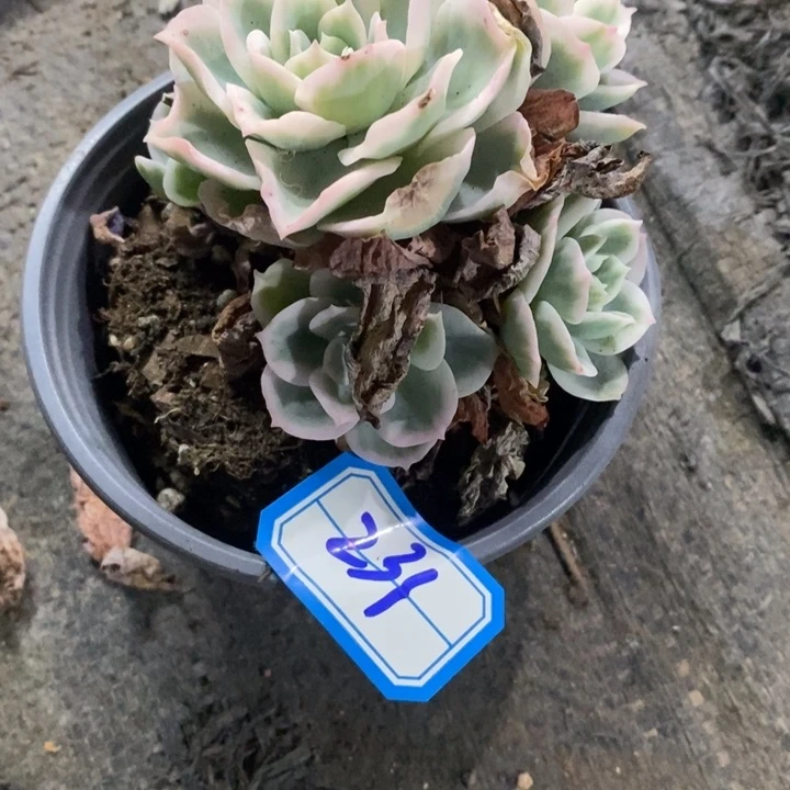 苏*一物一拍柠檬玫瑰多肉231